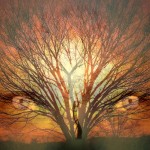 FSS Shamanism and the Spirits of Nature